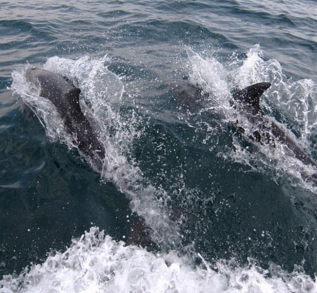 Sightings from the deep